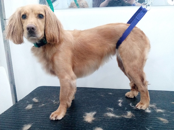 In Home Dog Grooming Parker Co In Home Dog Grooming Parker Co
