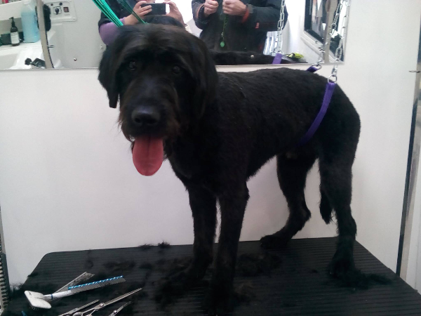 Dog Grooming High Lane Dog Grooming High Lane